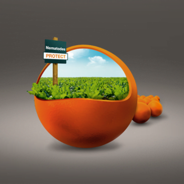 KWS menatodes protect kugle